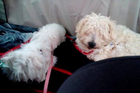 Tom e Milu in macchina!